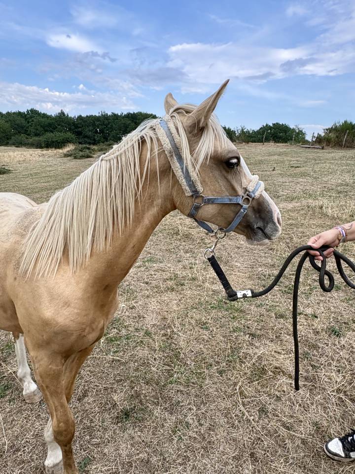 Veulen (vr) Welsh Partbred Te koop 2025 Palomino