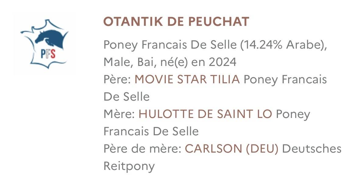 Hengst Franse rijpony PFS Te koop 2024 Bruin / Bai