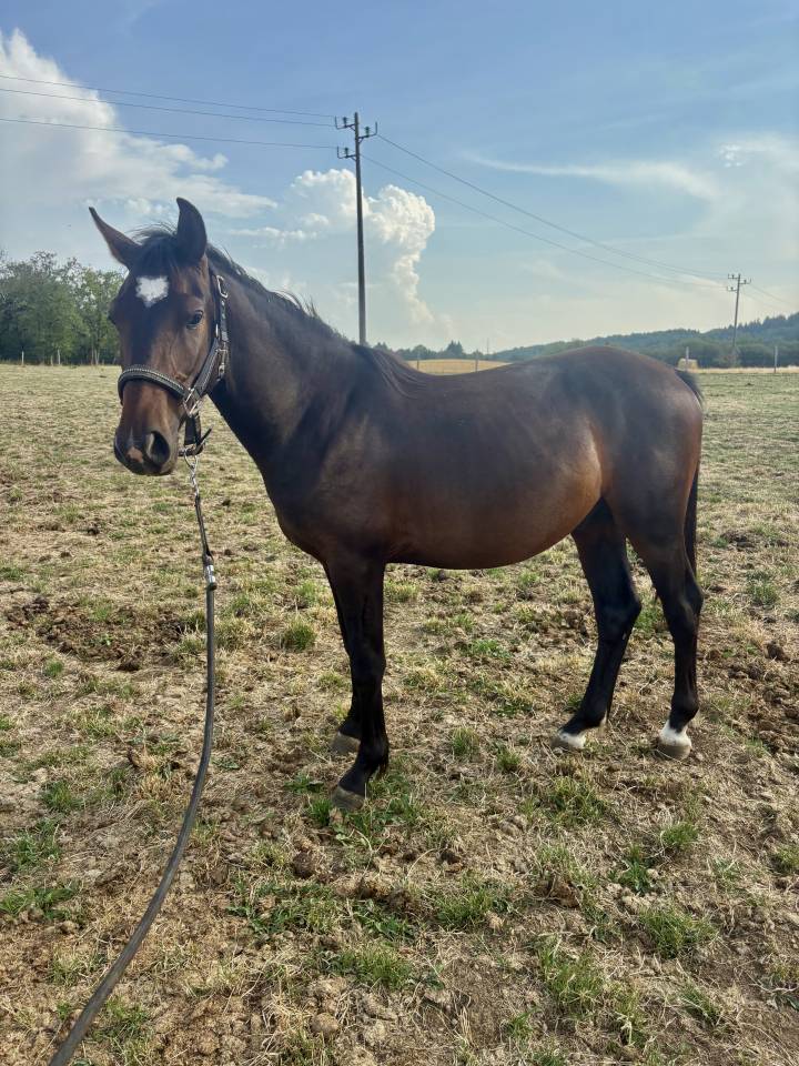 Hengst Franse rijpony PFS Te koop 2024 Bruin / Bai