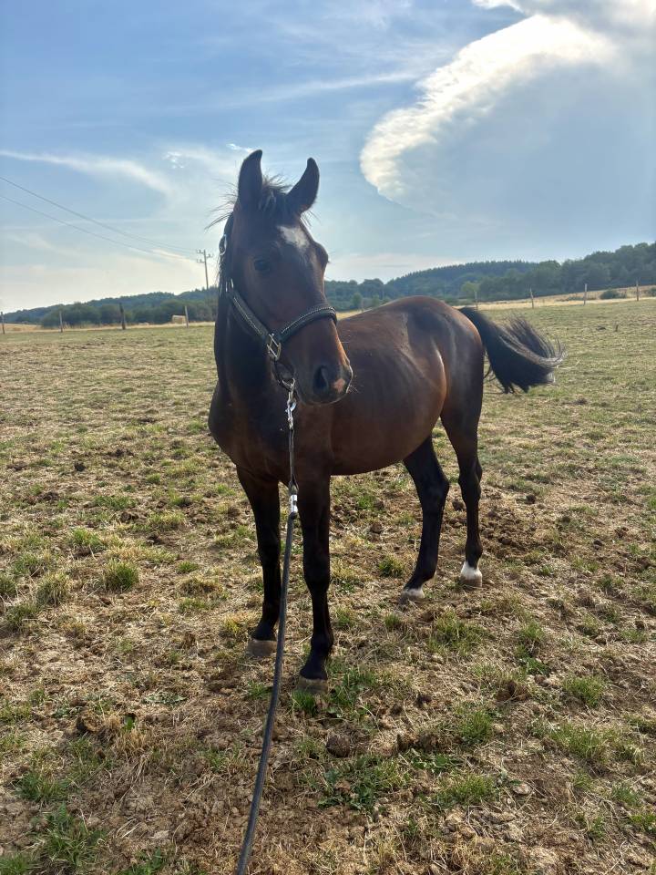 Hengst Franse rijpony PFS Te koop 2024 Bruin / Bai