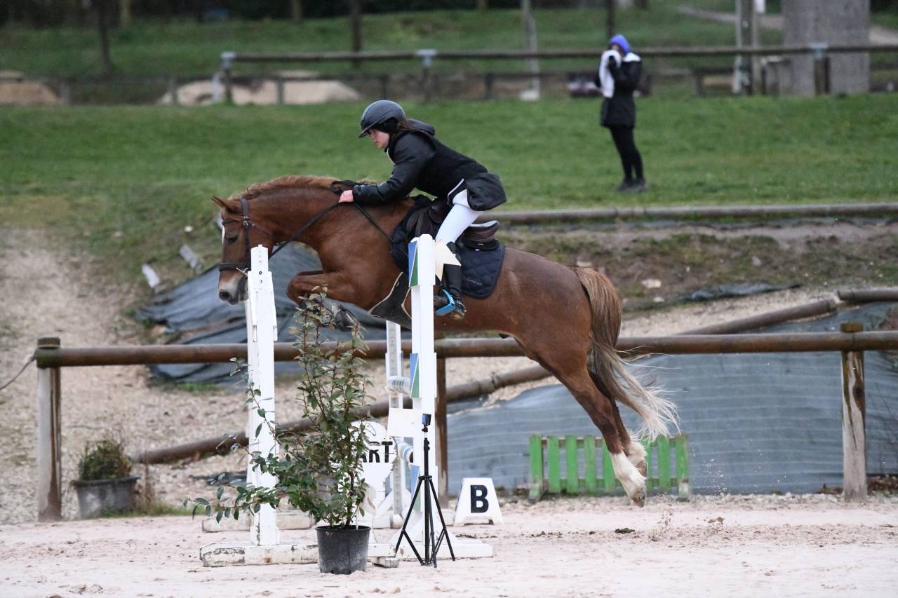Ruin Engelse rijpony Te koop 2015 Vos