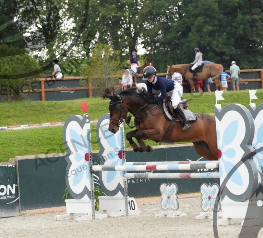 Ruin KWPN Nederlands sportpaard Te koop 2018 Bruin / Bai ,  Grand slam vdl