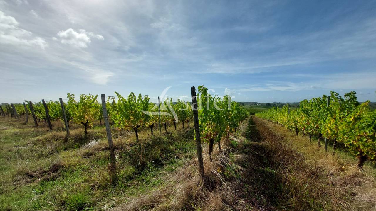 Ander plattelands vastgoed Koop Gironde
