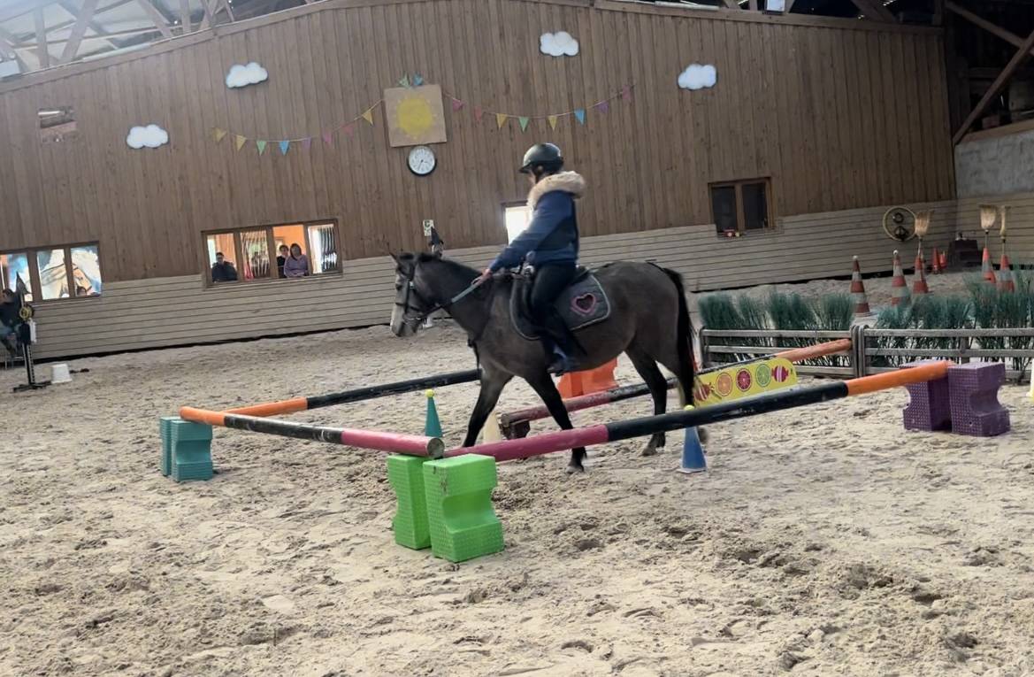 Merrie Bekend ras Te koop 2020 Schimmel