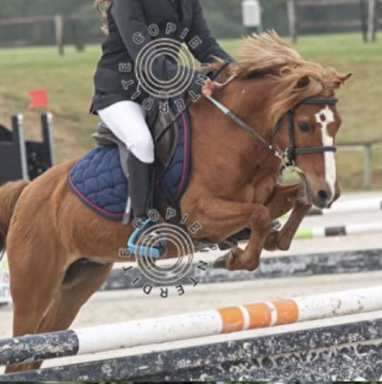 Ruin Franse rijpony PFS Te leen 2008 Vos