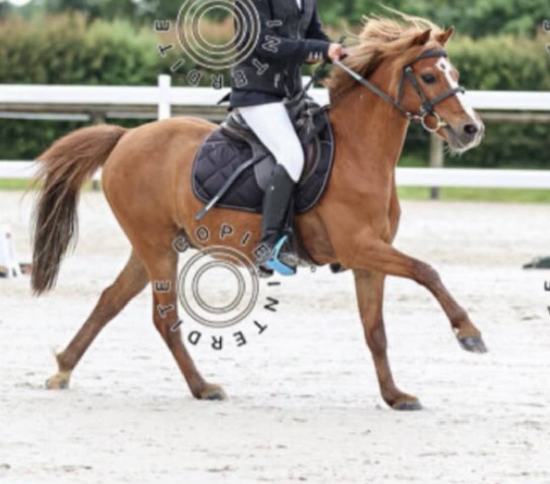 Ruin Franse rijpony PFS Te leen 2008 Vos