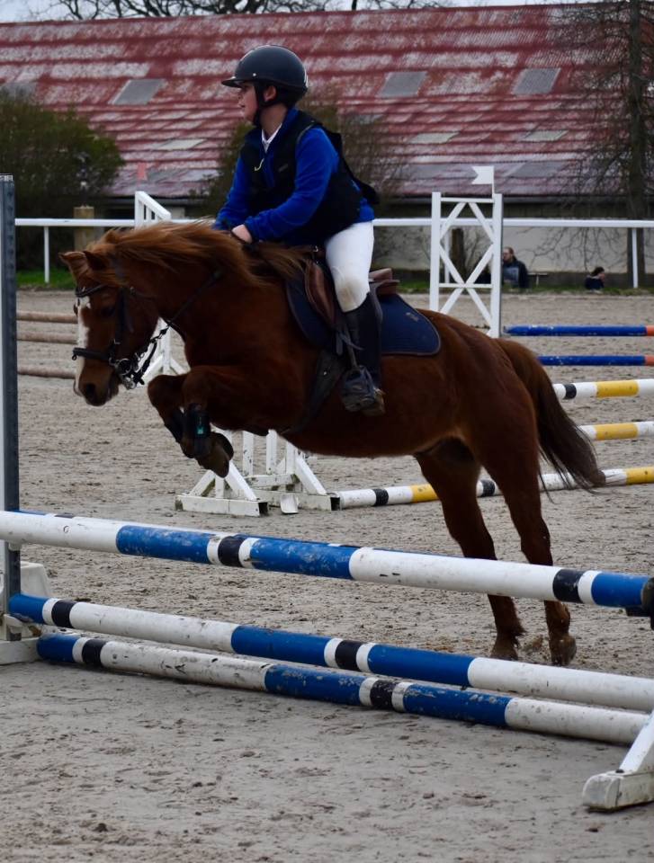 Ruin Franse rijpony PFS Te leen 2008 Vos