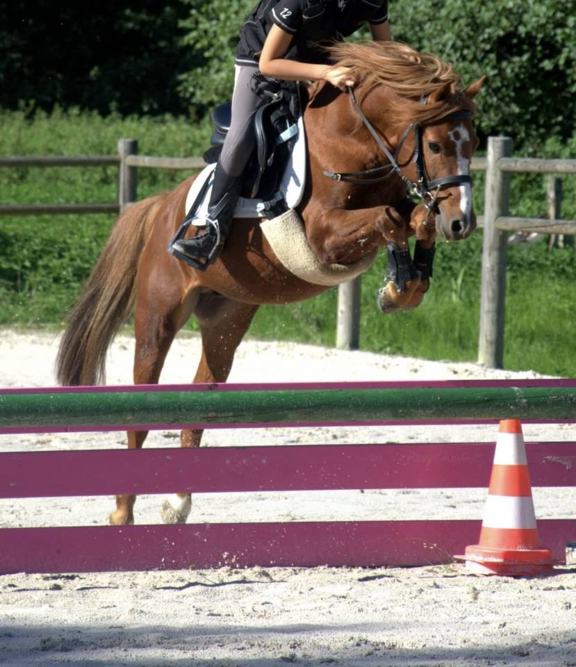 Ruin Franse rijpony PFS Te leen 2008 Vos