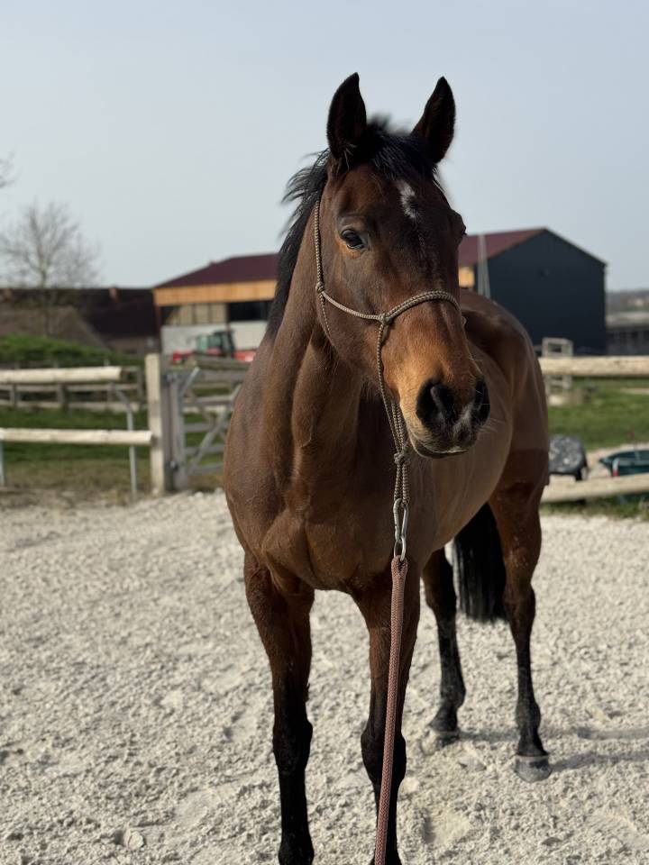 Merrie Volbloed Te koop 2019 Donker bruin / bai