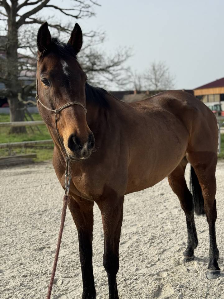 Merrie Volbloed Te koop 2019 Donker bruin / bai