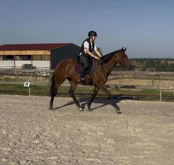 Merrie Volbloed Te koop 2019 Donker bruin / bai