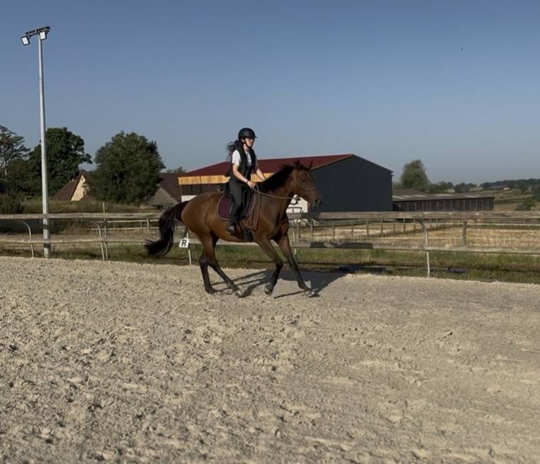 Merrie Volbloed Te koop 2019 Donker bruin / bai
