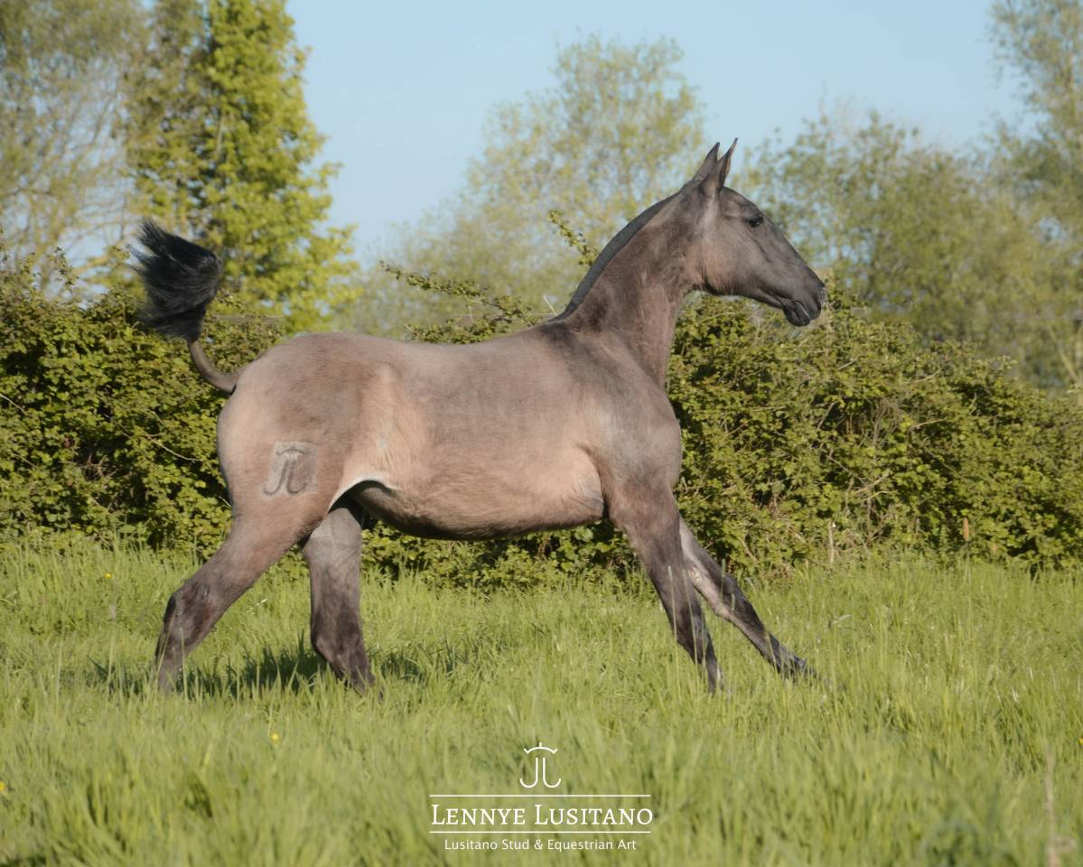 Veulen (vr) Lusitano Te koop 2025 Muisgrijs ,  Onyx des Ocres