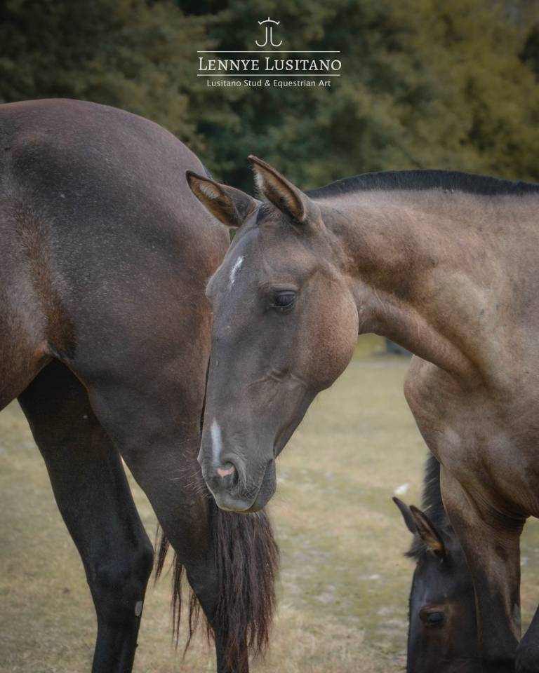 Veulen (vr) Lusitano Te koop 2025 Muisgrijs ,  Onyx des Ocres