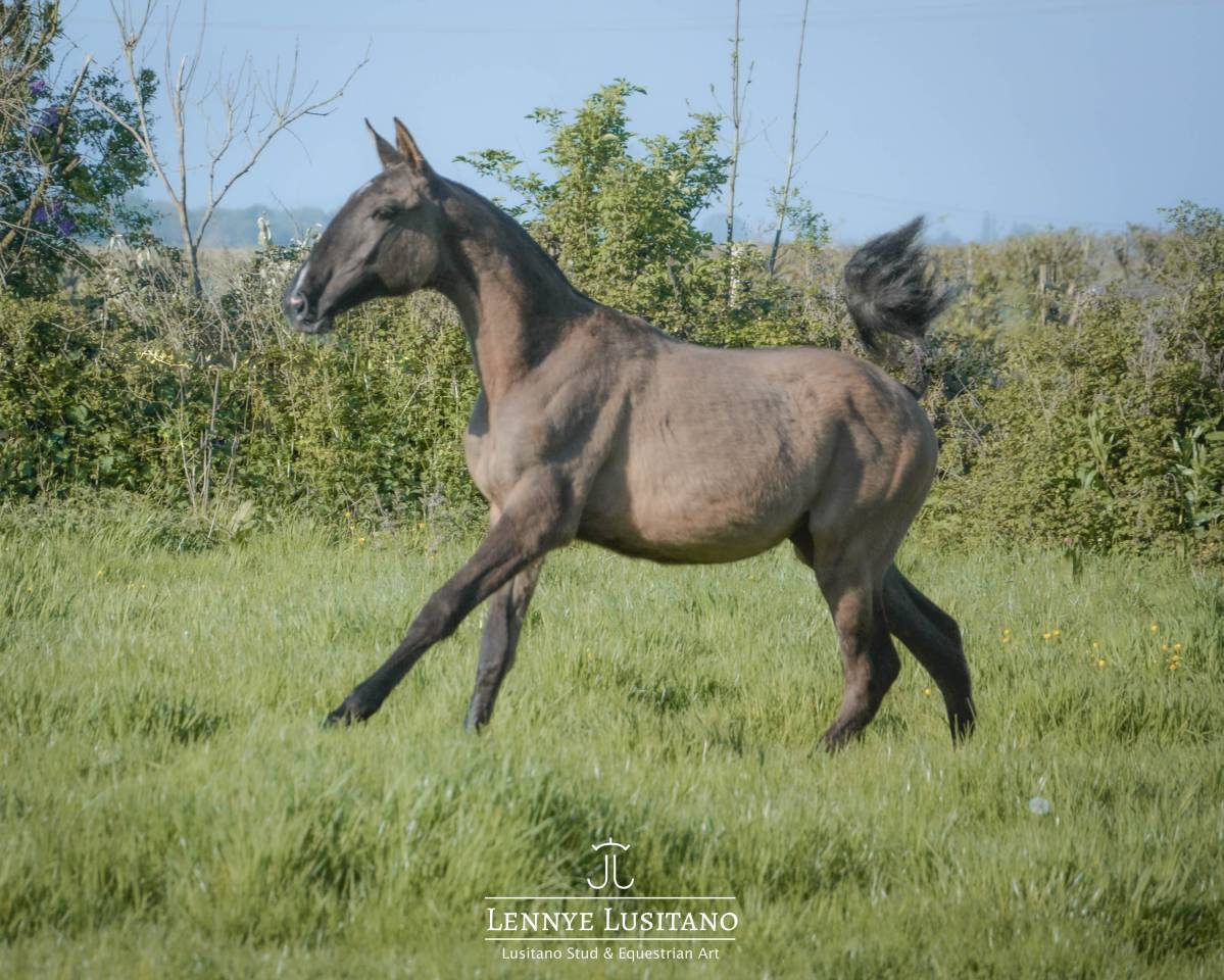 Veulen (vr) Lusitano Te koop 2025 Muisgrijs ,  Onyx des Ocres