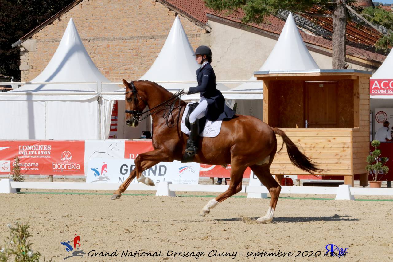 Ruin KWPN Nederlands sportpaard Te koop 2011 Vos