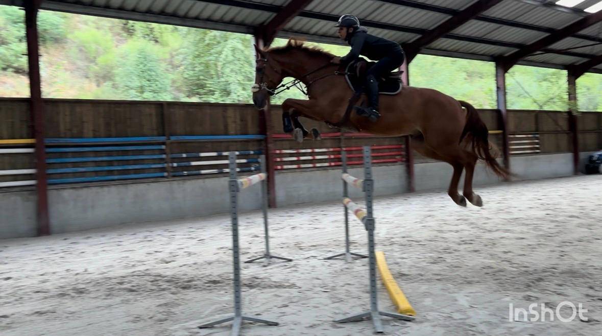 Ruin Belgisch sportpaard Te koop 2019 Vos ,  Joker ask