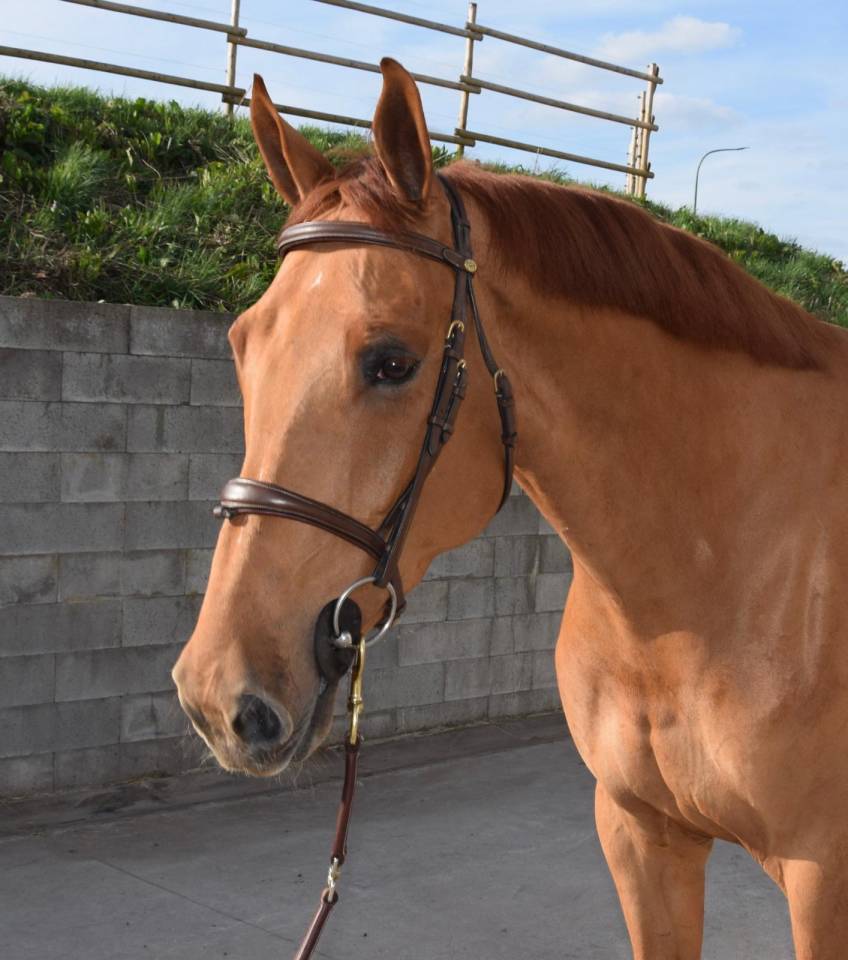 Ruin Belgisch sportpaard Te koop 2019 Vos ,  Joker ask