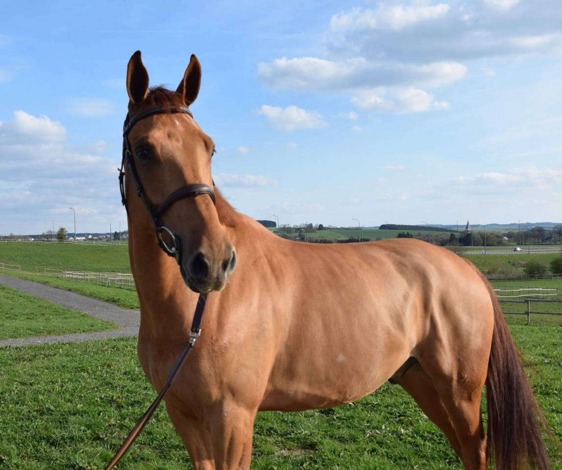 Ruin Belgisch sportpaard Te koop 2019 Vos ,  Joker ask