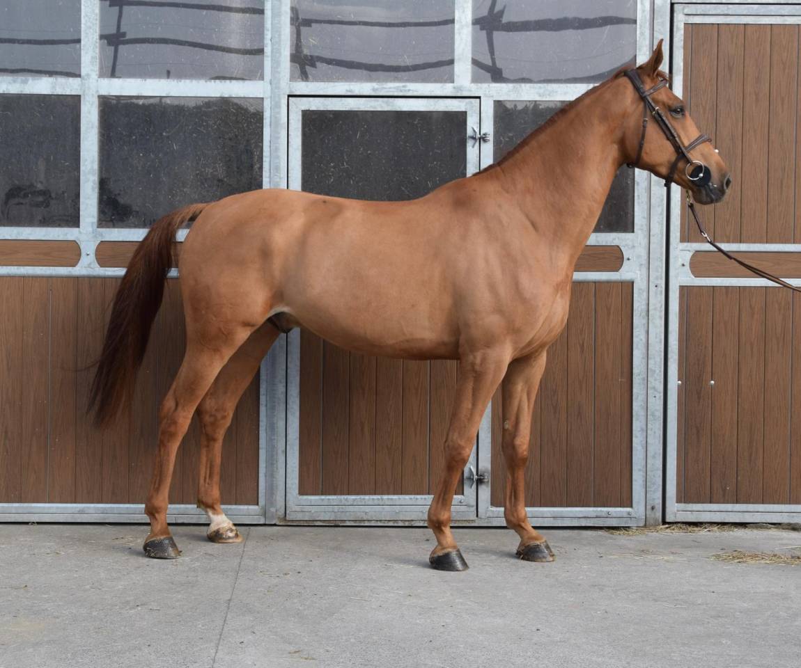 Ruin Belgisch sportpaard Te koop 2019 Vos ,  Joker ask