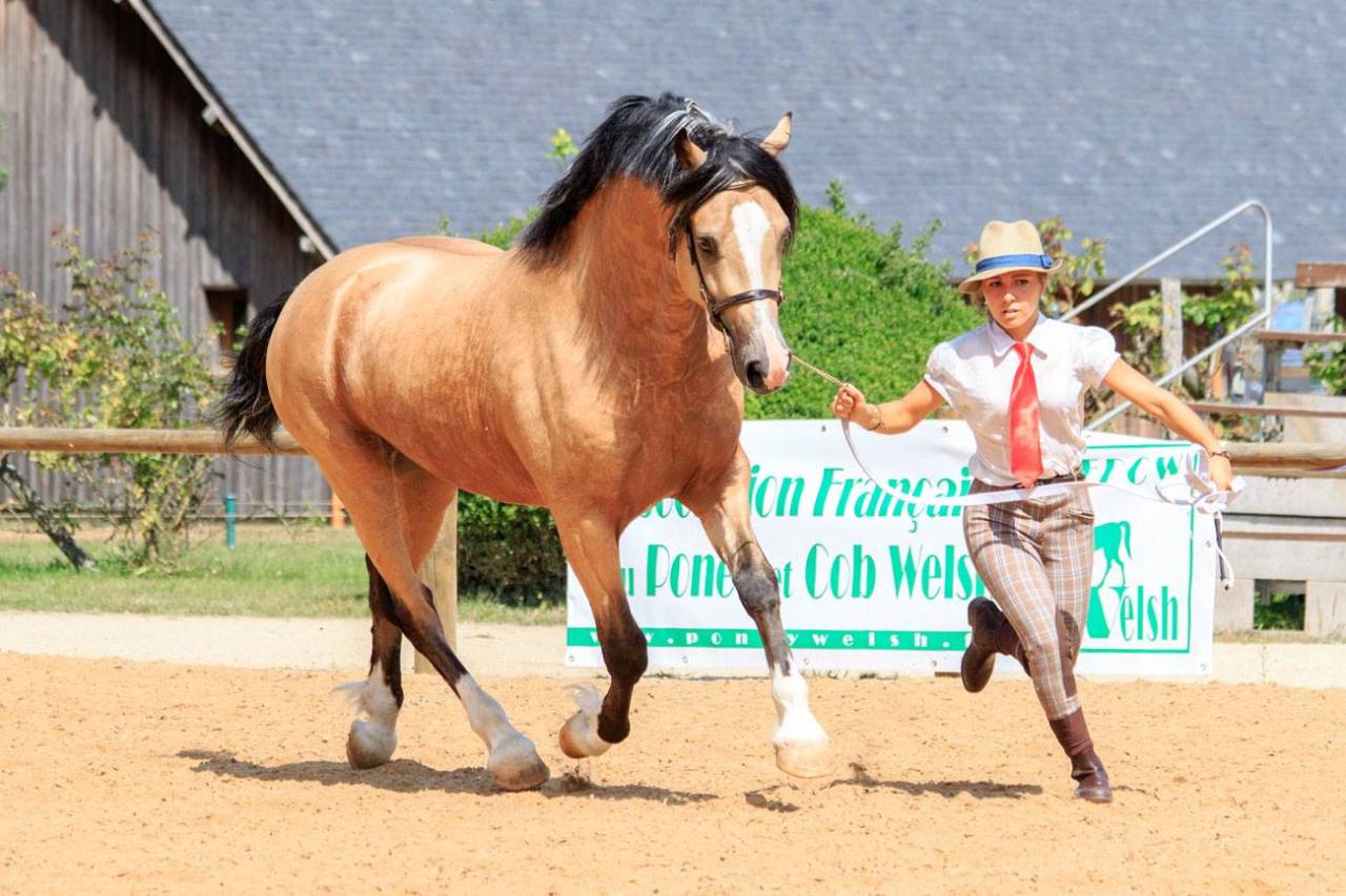 Merrie Welsh Pony (Section D), Welsh Cob  Te koop 2024 Koffie vos ,  Easy Rider de Ma&iuml;ka