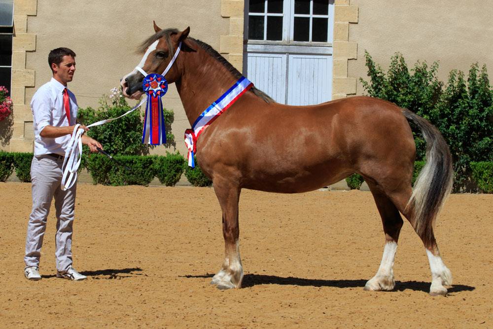 Merrie Welsh Pony (Section D), Welsh Cob  Te koop 2024 Koffie vos ,  Easy Rider de Ma&iuml;ka