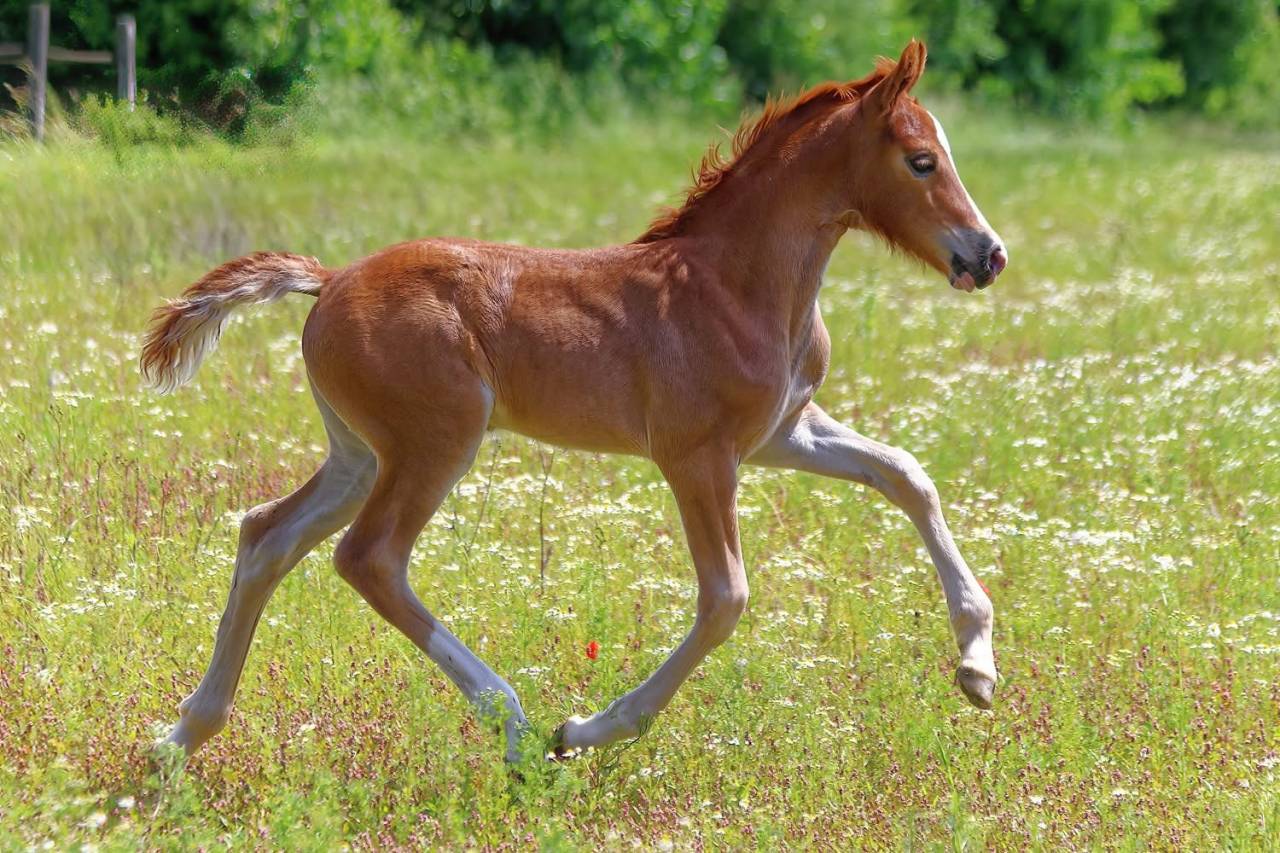 Merrie Welsh Pony (Section D), Welsh Cob  Te koop 2024 Koffie vos ,  Easy Rider de Ma&iuml;ka