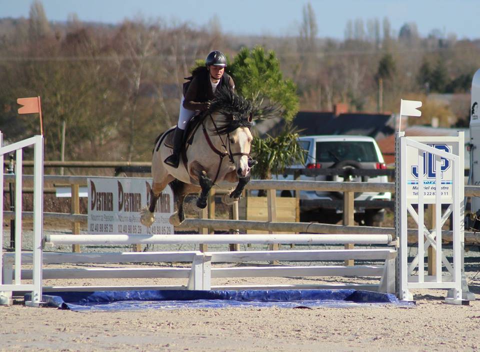 Merrie Welsh Pony (Section D), Welsh Cob  Te koop 2024 Koffie vos ,  Easy Rider de Ma&iuml;ka