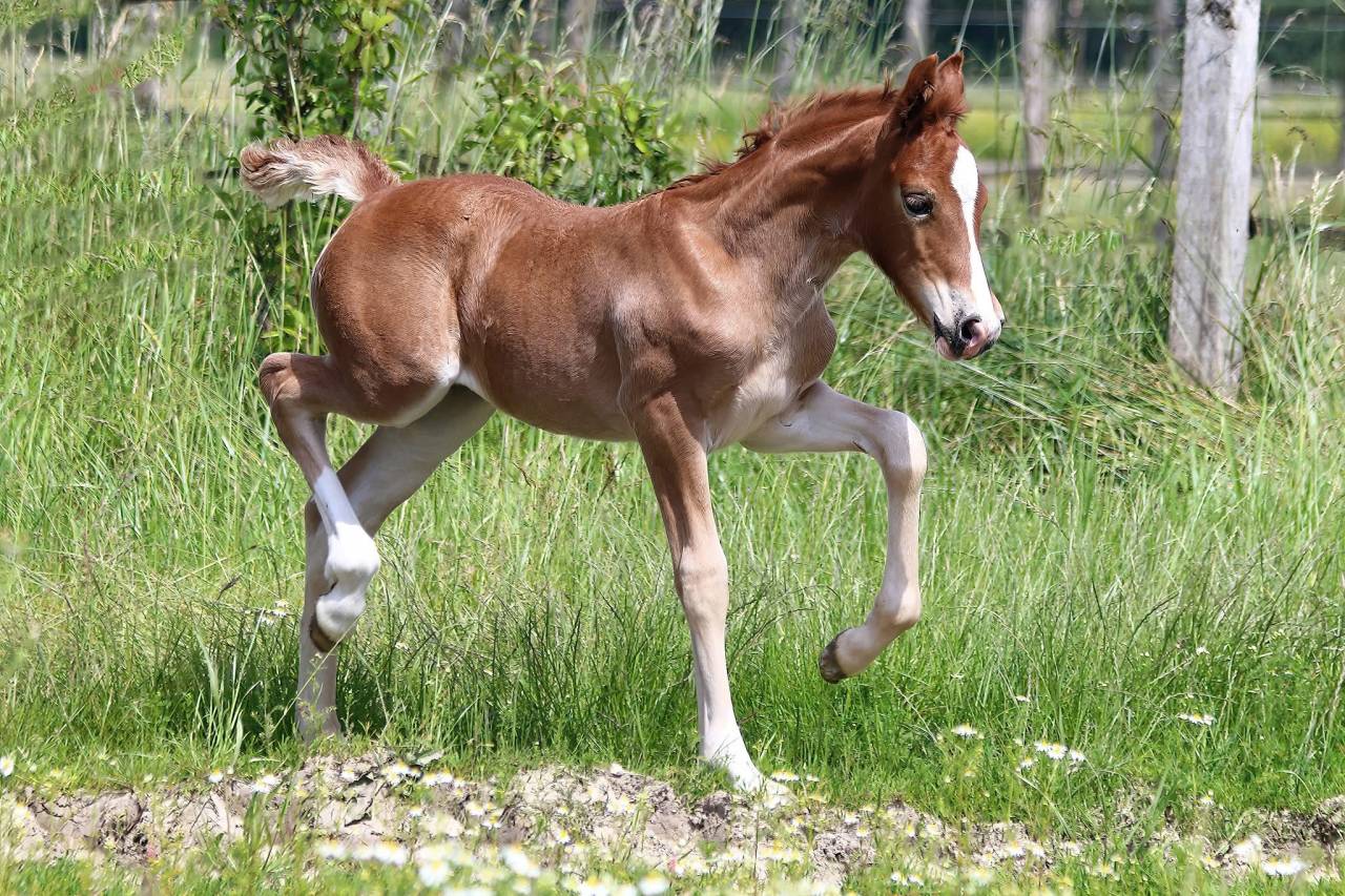 Merrie Welsh Pony (Section D), Welsh Cob  Te koop 2024 Koffie vos ,  Easy Rider de Ma&iuml;ka