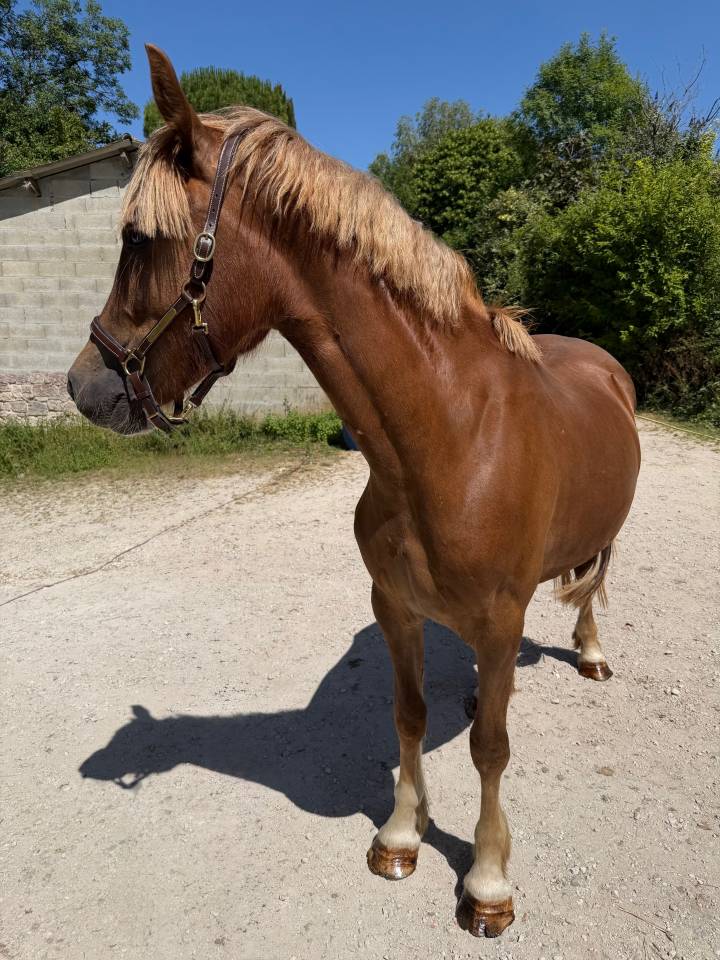 Merrie Welsh Pony (Section D), Welsh Cob  Te koop 2024 Koffie vos ,  Easy Rider de Ma&iuml;ka