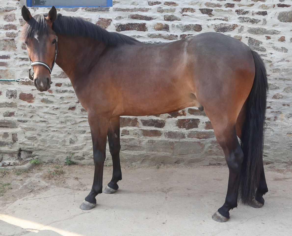 Ruin Franse rijpony PFS Te koop 2023 Bruin / Bai ,  O Ma Dou&eacute; Kersidal