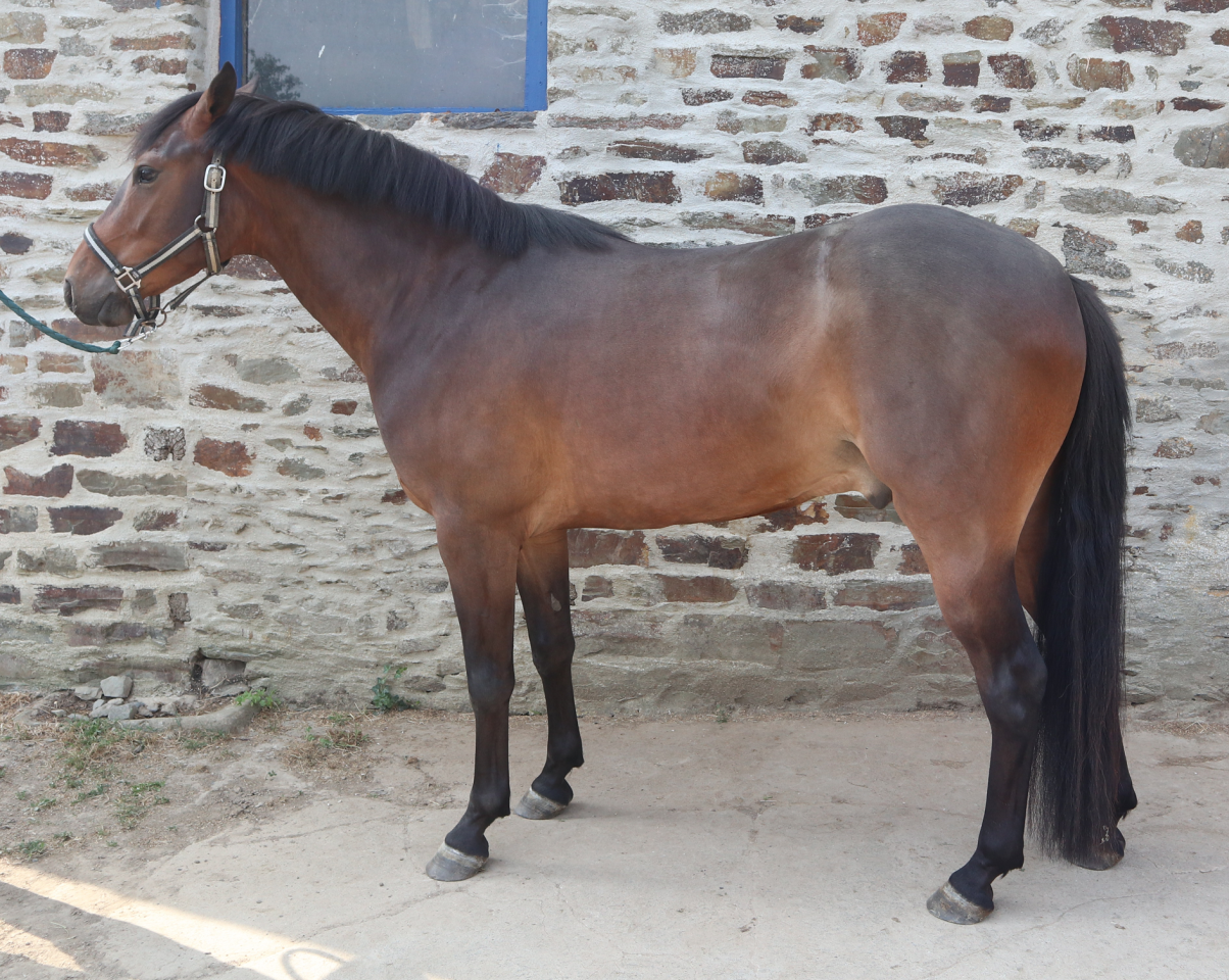 Ruin Franse rijpony PFS Te koop 2023 Bruin / Bai ,  O Ma Dou&eacute; Kersidal