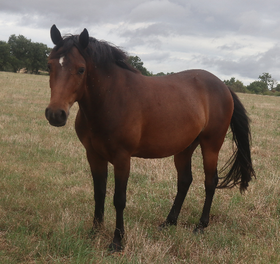 Ruin Franse rijpony PFS Te koop 2023 Bruin / Bai ,  O Ma Dou&eacute; Kersidal