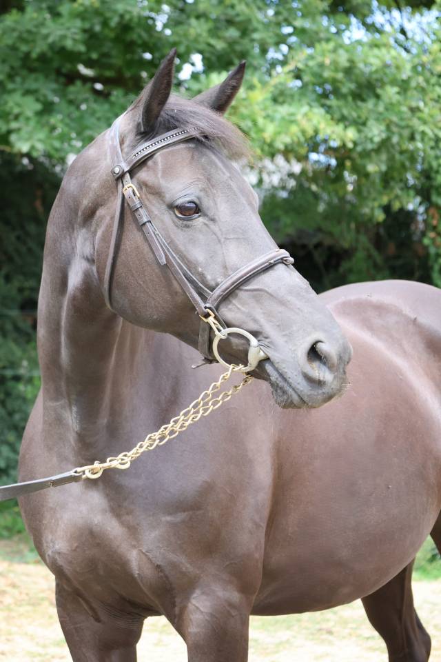 Merrie Selle Fran&ccedil;ais Te koop 2016 Zwart ,  LUCCIANNO