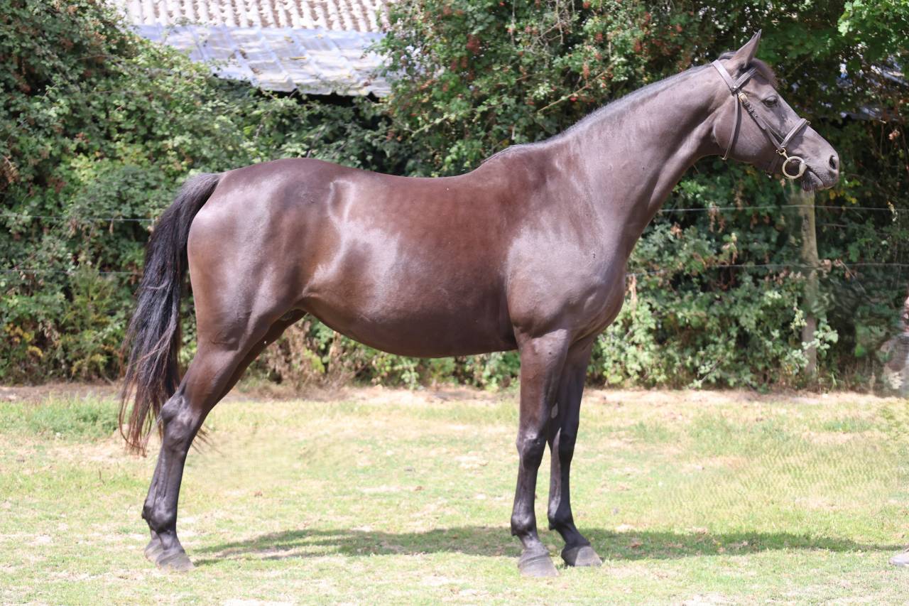 Merrie Selle Fran&ccedil;ais Te koop 2016 Zwart ,  LUCCIANNO