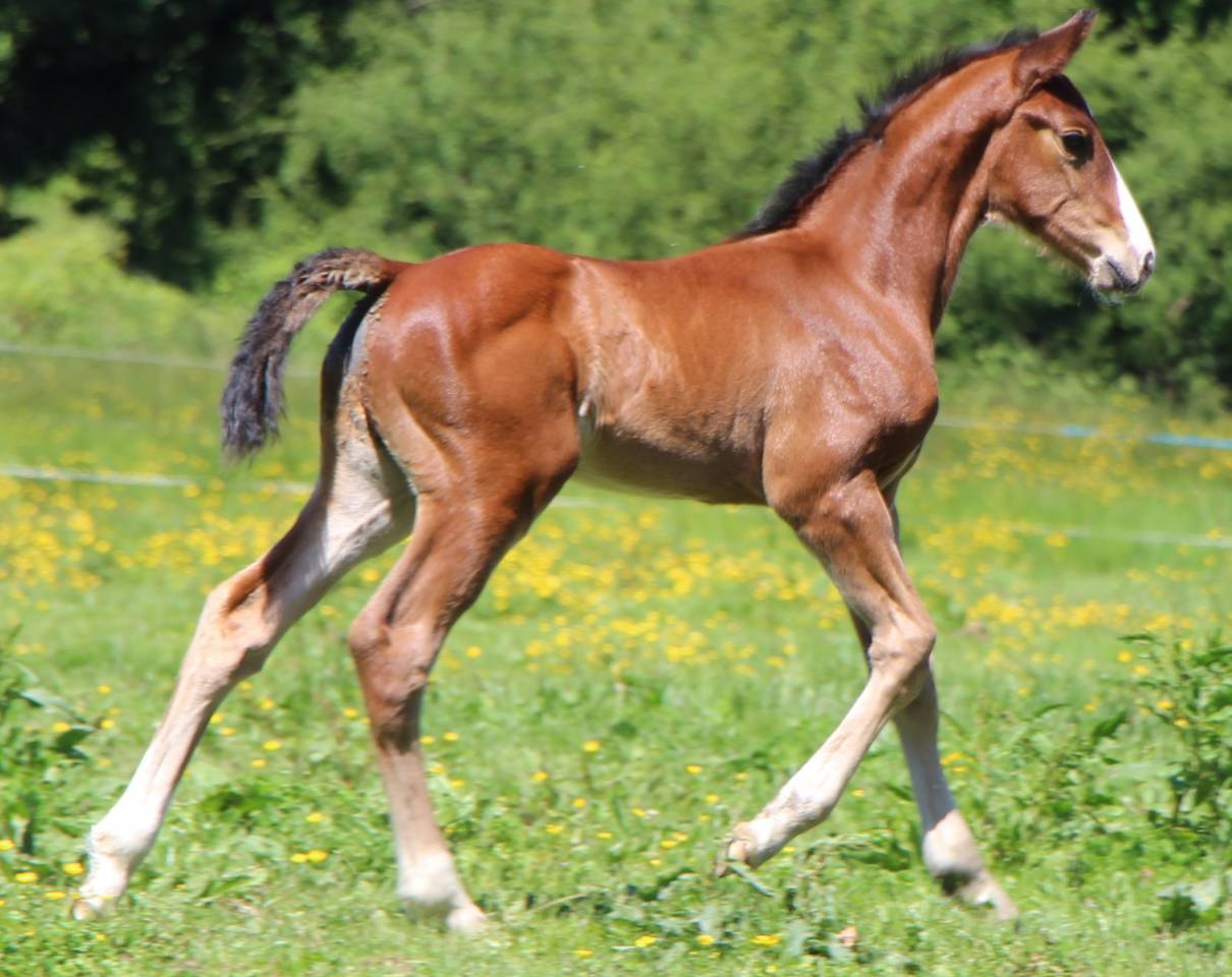 Veulen (ml) Selle Fran&ccedil;ais Te koop 2025 Donker bruin / bai
