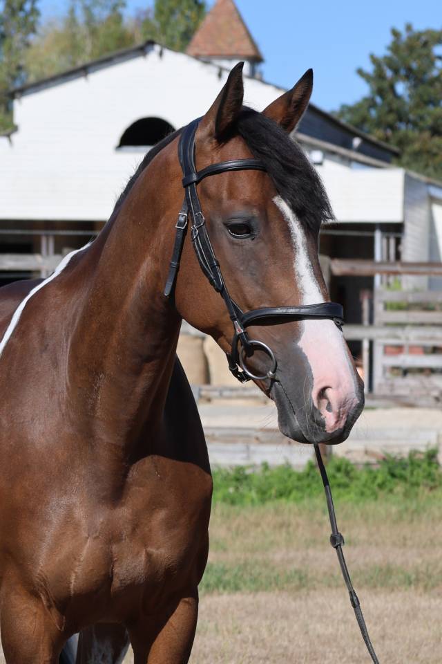 Ruin Selle Fran&ccedil;ais Te koop 2016 Bont ,  FIDELIO DU DONJON