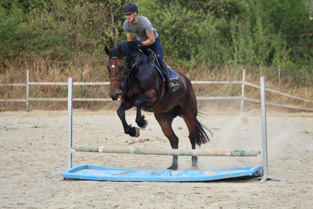Merrie Cob-Normand Te koop 2017 Donker bruin / bai