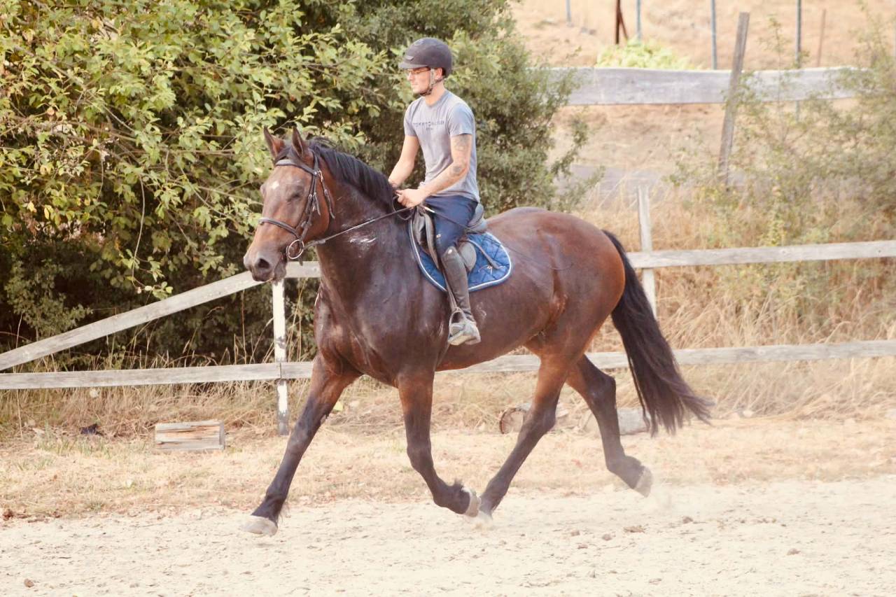 Merrie Cob-Normand Te koop 2017 Donker bruin / bai
