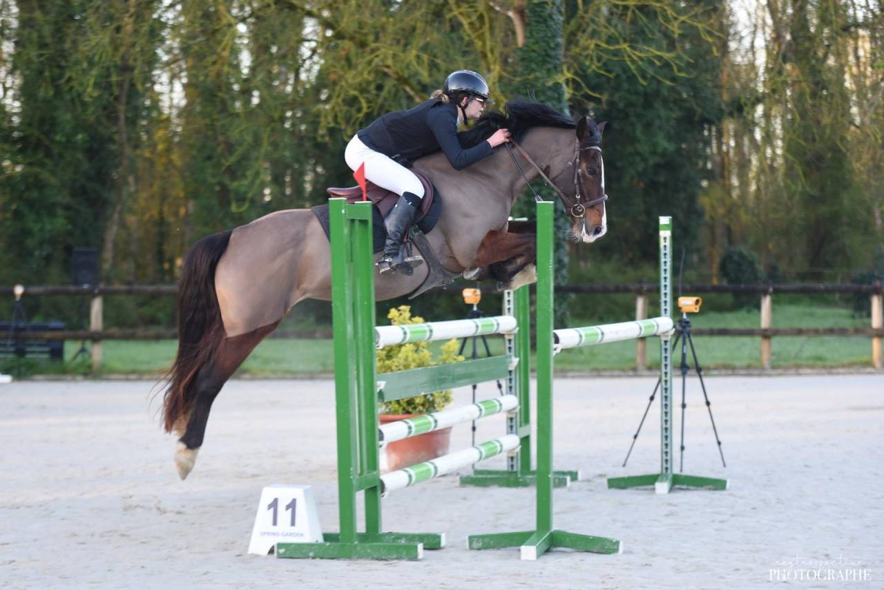 Merrie Welsh Pony (Section D), Welsh Cob  Te leen 2015 Donker bruin / bai