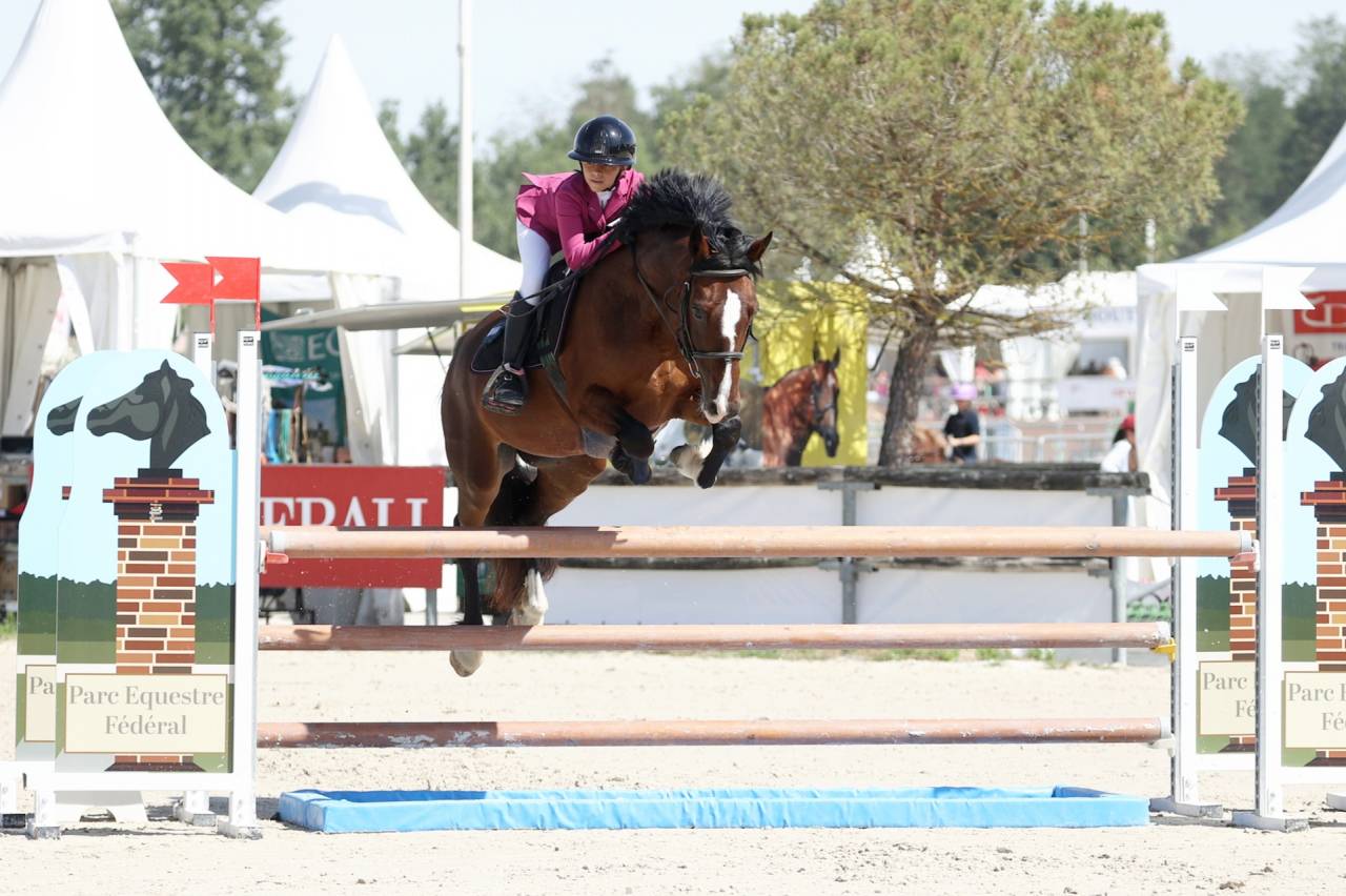 Merrie Welsh Pony (Section D), Welsh Cob  Te leen 2015 Donker bruin / bai