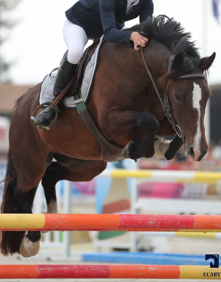 Merrie Welsh Pony (Section D), Welsh Cob  Te leen 2015 Donker bruin / bai