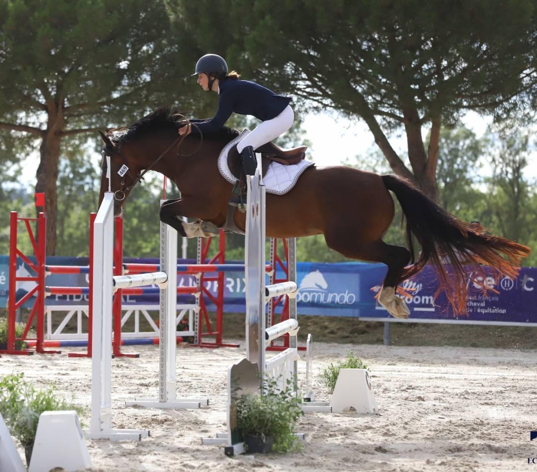 Merrie Welsh Pony (Section D), Welsh Cob  Te leen 2015 Donker bruin / bai
