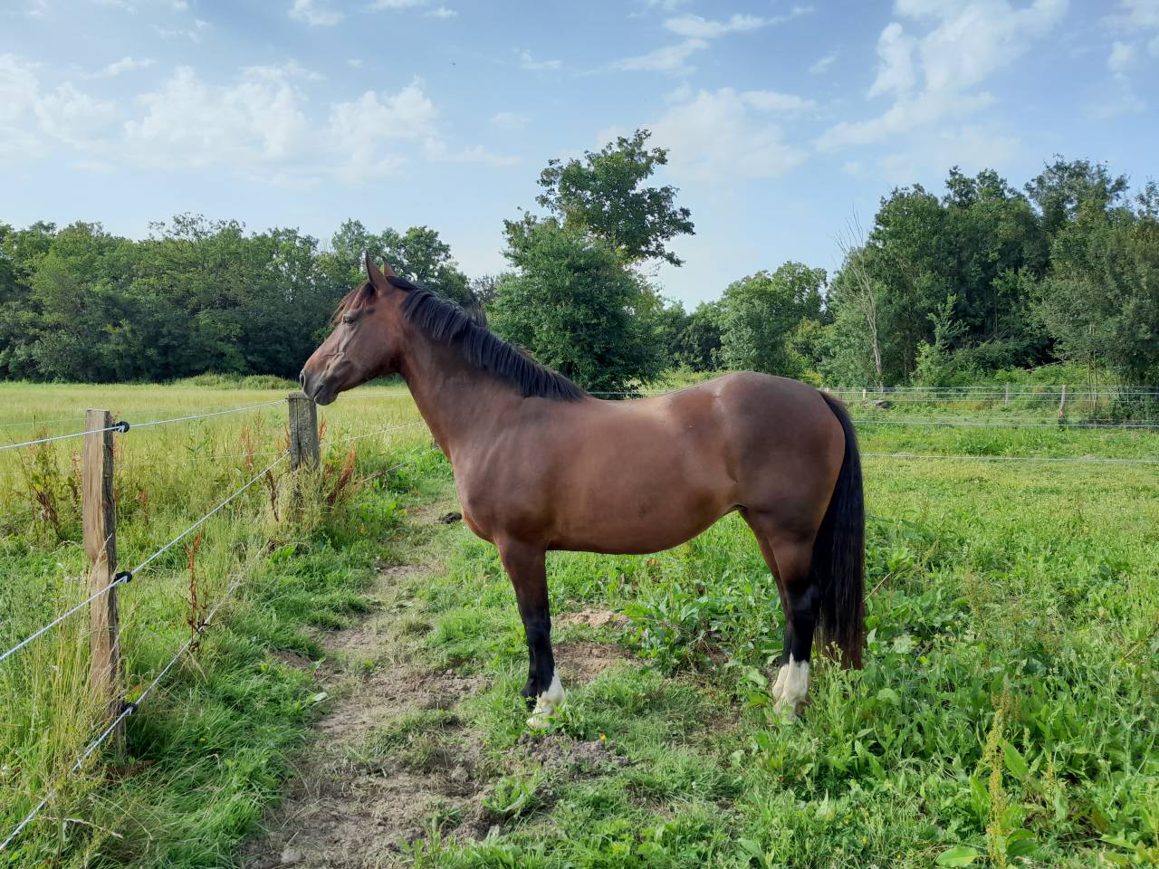 Merrie Welsh Pony (Section D), Welsh Cob  Te leen 2015 Donker bruin / bai