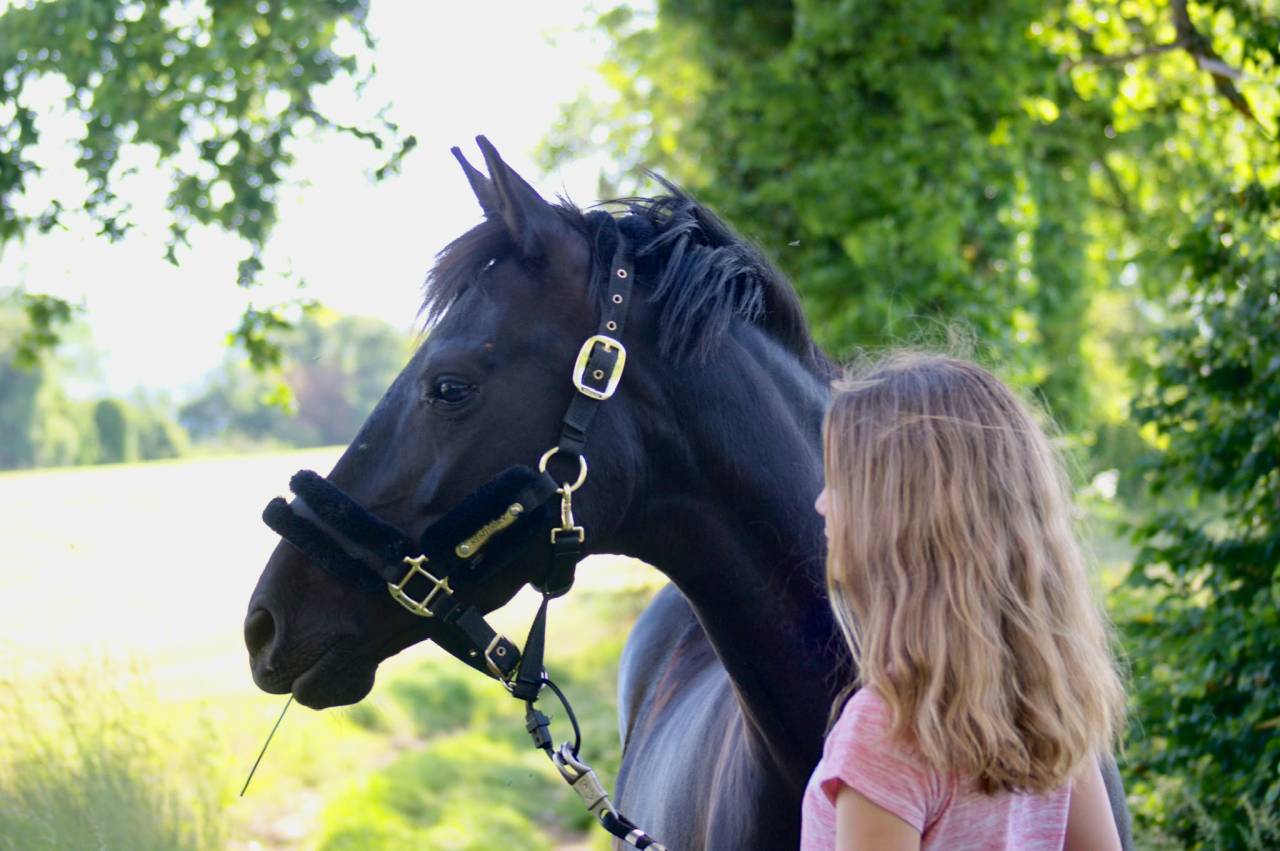 Merrie Franse rijpony PFS Te koop 2015 Zwart ,  Nutrix