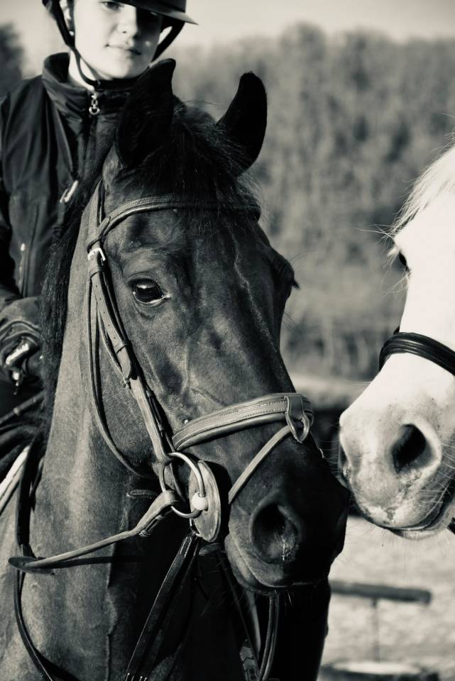 Merrie Franse rijpony PFS Te koop 2015 Zwart ,  Nutrix