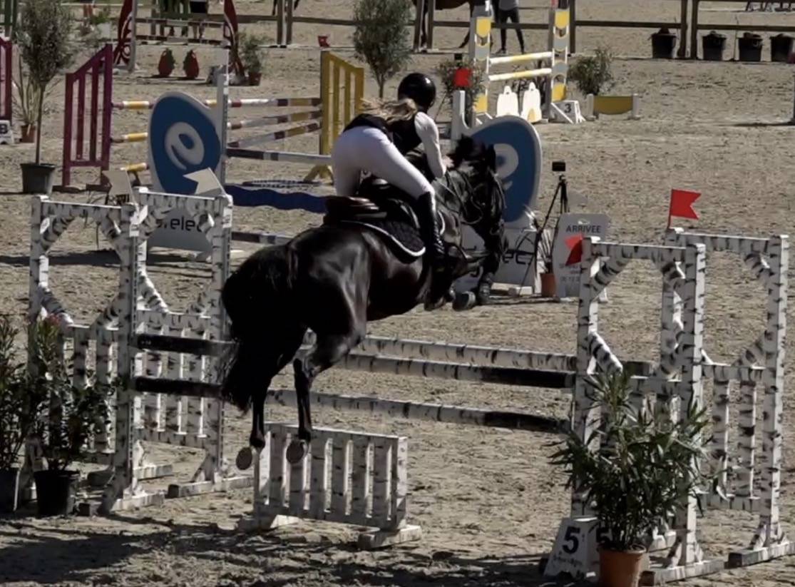 Merrie Franse rijpony PFS Te koop 2015 Zwart ,  Nutrix