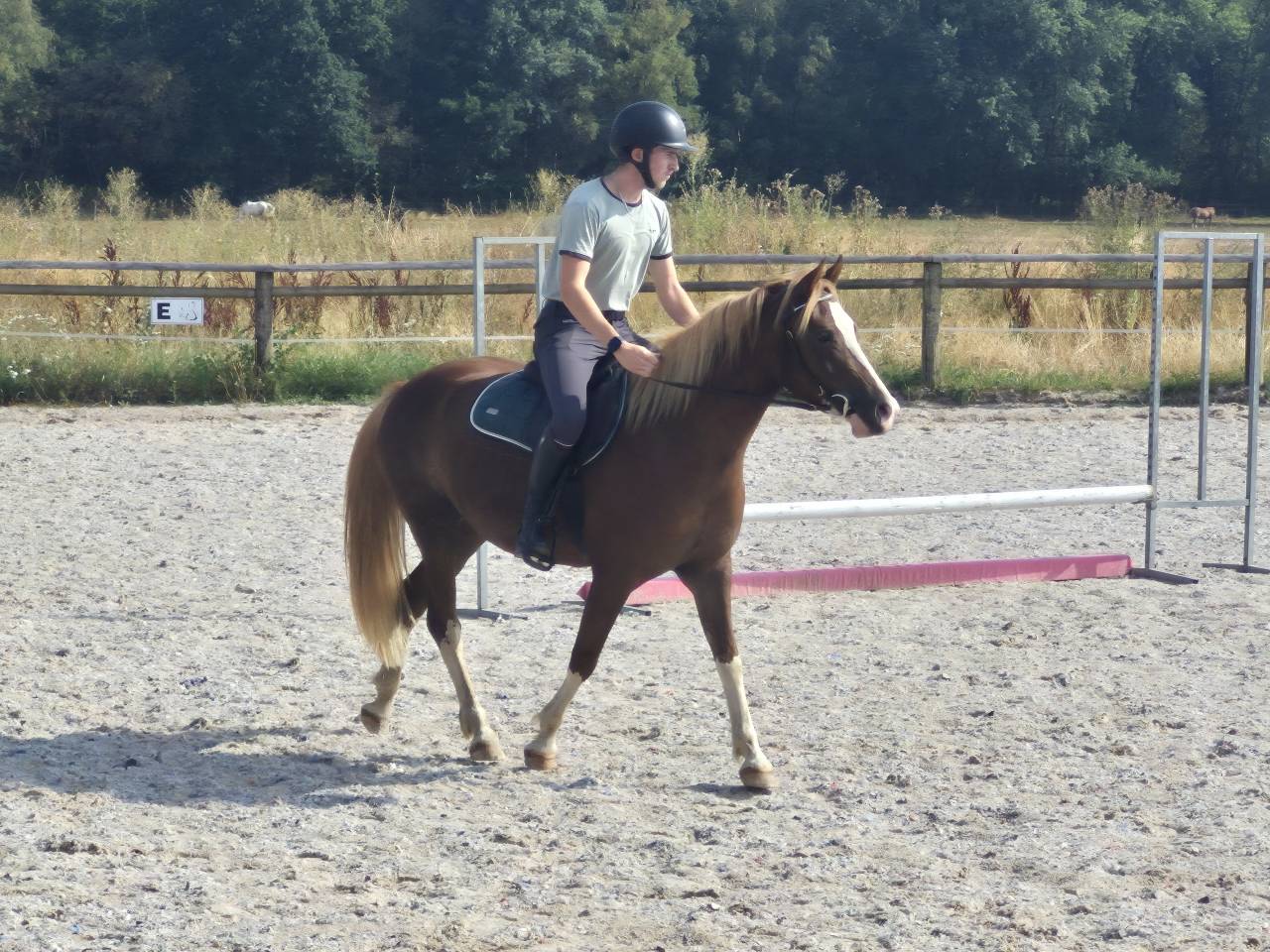 Merrie Welsh Partbred Te koop 2023 Vos