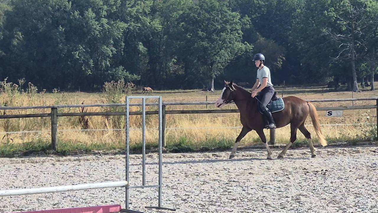 Merrie Welsh Partbred Te koop 2023 Vos