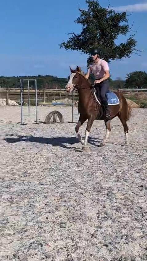 Merrie Welsh Partbred Te koop 2023 Vos